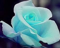 Tiffany Blue Rose Goruntuler Ile Mavi Gul Guller Cicek