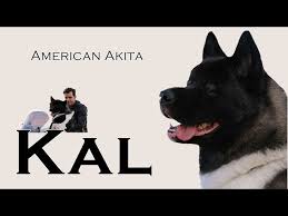 The japanese strain comes in a narrow palette of colors, with all other colors considered atypical of the bre. Kal American Akita Dog L Tc Youtube