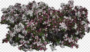 This page also lists each flower type in animal crossing: White Pink And Green Petaled Flowers Lilac Purple Violet Tree Shrub Bushes Purple Violet Branch Png Pngwing