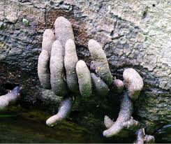 Image result for Xylaria polymorpha