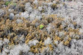 Image result for Androstachys