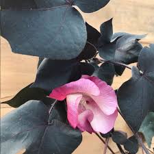 Image result for Gossypium