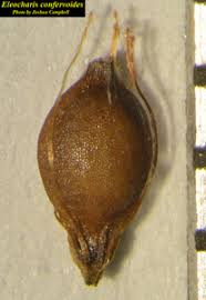 Image result for Eleocharis confervoides