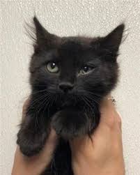 Domestic Medium Hair Cat For Adoption In Littleton Colorado Venus In Littleton Colorado Cat Adoption Cats Animal Hospital