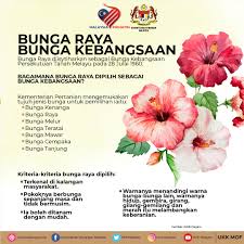 Bunga raya, juga dikenali sebagai bunga sepatu dan kembang sepatu 1 (hibiscus rosasinensis) ialah sejenis tumbuhan berbunga sepanjang tahun dalam genus hibiscus yang sering ditanam sebagai pokok hiasan. Bunga Kebangsaan Malaysia 2020