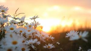 What You Should Wear To Flower Wallpaper Laptop Flower Wallpaper Laptop Https Nature Desktop Wallpaper Sunrise Wallpaper Laptop Wallpaper Desktop Wallpapers