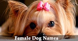 A list of great names for a little female pup! Female Dog Names Pet Keen