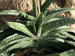 Often have a pattern of white bumps or spots on foliage (although some aloes/gasterias also have this characteristic). Gasteria Carinata Var Verrucosa World Of Succulents