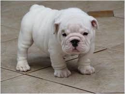 Black And White English Bulldog Puppy Piglet English Bulldog Puppies Cute Puppies Bulldog Puppies