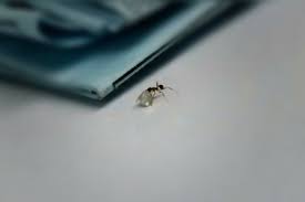 Gambar semut keren, gambar semut hitam keren, gambar semut merah kartun, gambar semut png, gambar gambar cool semut bermain bola 5gambar tiba2jam6petang sumber : Bukan Gula Semut Hitam Ini Pilih Mencuri Berlian