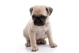 Another thing to keep in mind is that excitement tends to. Do Pugs Get Hiccups And What Actually Causes Them