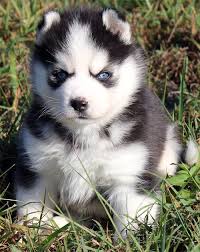 Free puppies and puppies for adoption on here come from world reknown breeders that are looking for homes that would adopt these puppies for free, be sure to scroll through our crate trained, knows basic commands, great off leash, comes back when. Siberian Husky Puppies For Sale Price In Palm Harbor Florida