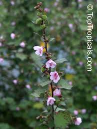 Image result for Urena lobata