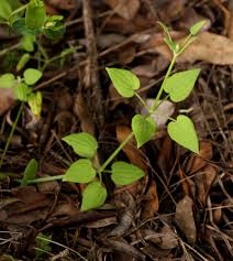 Image result for Rubia cordifolia
