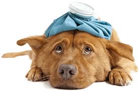 There are 123 pet friendly hotels in palm coast. Mobile Vet Jacksonville Fl House Call Vet Homeridge Mobile Veterinary