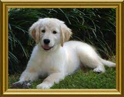 Golden retriever puppies washington akc. Akc Golden Retriever Puppies For Sale In Covington Louisiana Golden Retriever Puppies Puppies For Sale