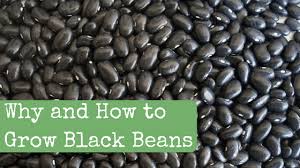 See full list on plantgardener.com Why And How To Grow Black Beans Backdoor Survival