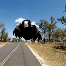 World australia animal attacks birds animals an australian man suffered serious eye injuries in an attack by a magpie as he was eating lunch outside and refused to share his food with the bird. An Australian Magpie Swooping Down Caught On A Bike Helmet Gopro Natureisfuckinglit