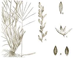 Image result for Digitaria minoriflora