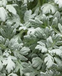 Image result for Artemisia sp.no.1