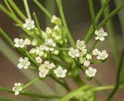Image result for Apium leptophyllum