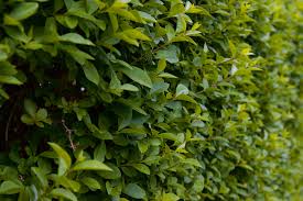 Die markise findet sich in fast jedem garten, weil sie auf wunsch schatten spenden kann und genauso schnell wieder eingefahren ist. Hecke Fur Schattige Platze Diese Straucher Brauchen Kaum Sonne