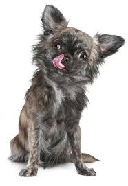 But in some cases, it's something else altogether, like something behavioral or medical. Why Does My Dog Lick Their Lips So Much And Is It Healthy