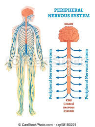 Read these 11 fun facts and learn why it's so important. Peripheral Nervous System Medical Vector Illustration Diagram With Brain Spinal Cord And Nerves Educational Scheme Poster Canstock