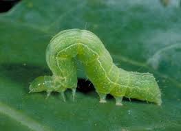 One reason for this may be a higher intake of whole grains, fruits, vegetables, legumes, and nuts, and a lower intake of unhealthful fats. Cabbage Pests Entomology