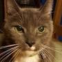 Profile Picture of Fundraiser by Heather Dize : Cooey's medical bills - GoFundMe (@gofundme.com) on Google