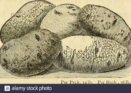 French And Saunders High Resolution Stock Photography And Images Alamy