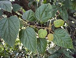 Image result for Croton madandensis