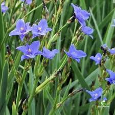 Image result for Aristea angolensis