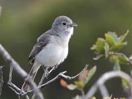 Image result for Gnidia virescens