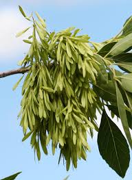 Image result for Fraxinus velutina