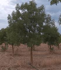 Image result for Fraxinus angustifolia