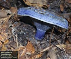 Image result for Indigofera macrocalyx