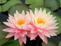 Stunning Hardy Blue Water Lilies For Sale Turtle Island Waterlilies Official Mike Giles Hardy Blue Water Lili Water Lilies Water Lilies For Sale Pond Plants