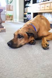 Home depot is one of many hardware stores that are happy to welcome your dog. Pin On Your Best Diy Projects