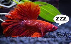 With their long flowing fins and vibrant coloration, they are at their best when swimming around your aquarium and displaying their beauty. Does Your Betta Fish Sleep How To Catch Your Betta Snoozing