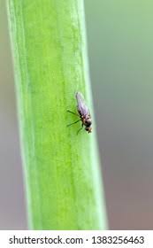 Image result for phytomyza gymnostoma