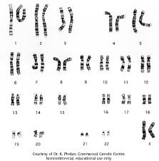 Human Female Karyotype Cshl Dna Learning Center