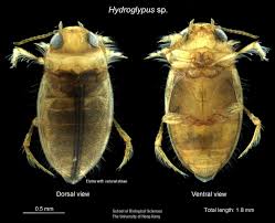 Image result for Macrotyloma ellipticum