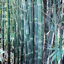 Image result for Bambusa