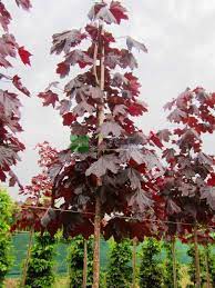Bir ağacın renginin nasıl değiştiğini anlamak için, bahçıvanların bu sıra dışı renkleri nasıl elde ettiklerini anlamanız gerekir. Kirmizi Cinar Yaprakli Akcaagac Acer Platanoides Crimson King Aceracea Sms Marmara Group