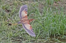 Image result for Brachyachne simonsii