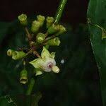 Image result for Aidia micrantha