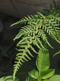 Image result for Pityrogramma