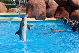 Find out how much an animal trainer get paid in your area. 1 517 Dolphin Trainer Photos Free Royalty Free Stock Photos From Dreamstime