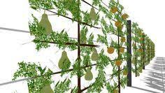 Sichtschutz Mit Spalierobst Aluminiumpfosten Und Edelstahlseilen Bambussichtschutz Sichtschutz Mit Spalierobst Aluminiumpfosten Und Edelstahlseilen Bambussi